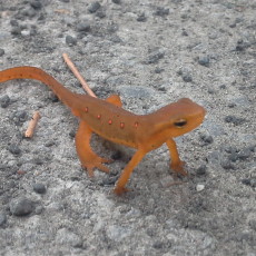Meet The Eastern Red-Spotted Newts