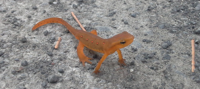 Meet The Eastern Red-Spotted Newts